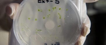 Tuz Gölü Bitkisi Deneyi