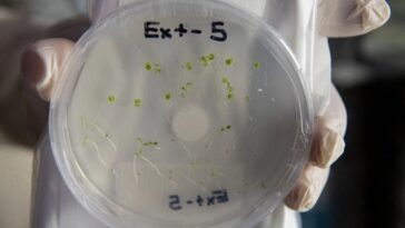 Tuz Gölü Bitkisi Deneyi