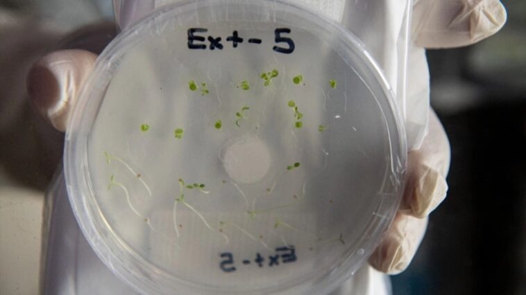 Tuz Gölü Bitkisi Deneyi